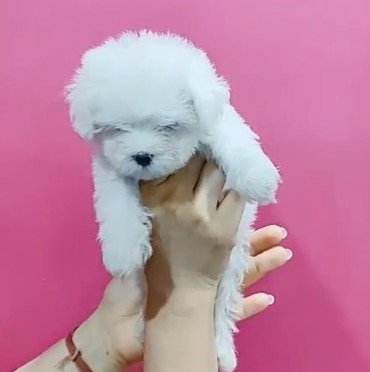 Purchase KCI Registered Maltese Puppy from Jaipur
